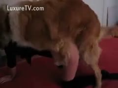 Bending to receive her cum hole fucked by her dog